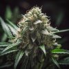 white widow feminized seeds
