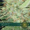 vision seeds big bud 500x500