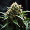 vision cookies feminized seeds