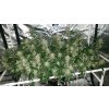 brainkiller haze feminized