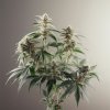 silver haze feminized seeds