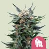 royal gorilla feminized