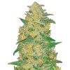 Original Auto AK - 42 Fast Buds