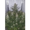 chemdawg autoflower seeds