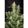 autoflower seeds jack herer