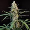 Jack Herer Original Auto
