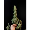 Jack Herer Auto Original
