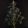Northern Light auto semena marihuany