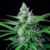 semínka marihuany royal ak