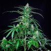 royal ak feminized seeds