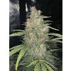 OG Kush samonakvétací semena marihuany