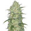 White Widow Autoflowers