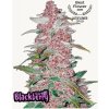 blackberry samonakvétací semena marihuany