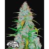 californian snow samonakvétací semena marihuany