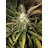 gorilla glue autoflowers