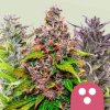 Feminized MIX - RQS
