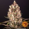 feminized blueberry og barneys