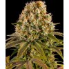 Strawberry Lemonade feminized seeds