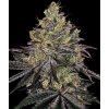 watermelon zkittlez feminized seeds