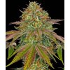 Wedding Cake feminizovaná semena marihuany