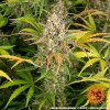 amnesia haze autoflower rostlina marihuany