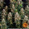strawberry cheesecake autoflower seeds 1
