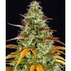Watermelon Zkittlez Auto - Barney's Farm