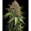 White Widow XXL autoflower semena