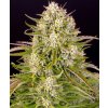 weddding cake autoflower seeds