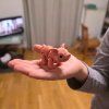 mini prase v prostředí 2
