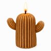 kaktus svíčka hnědá