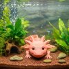 3D axolotl v prostředí