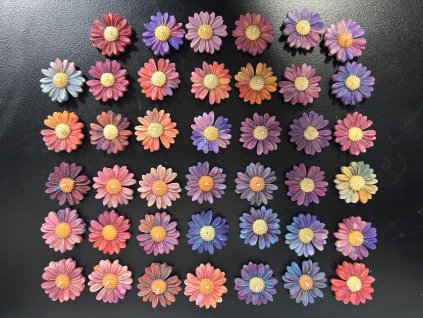 Leucanthemum -Kopretina