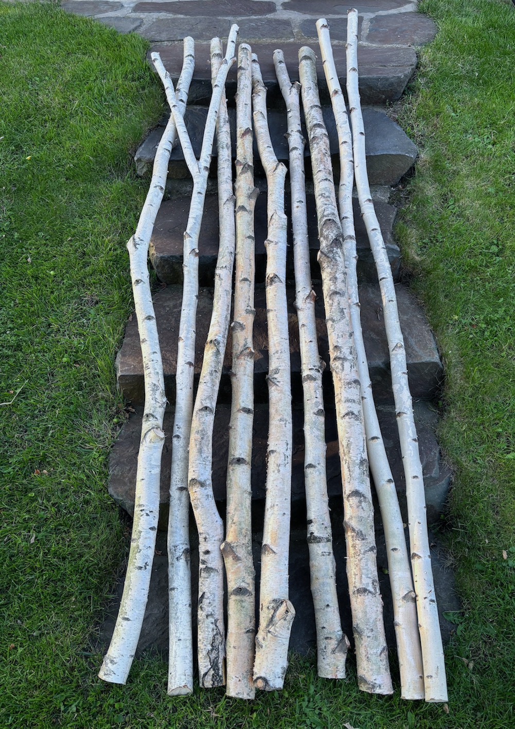 kmeny 250 cm