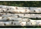 kmeny z břízy 200 cm, průměr 10-14 cm