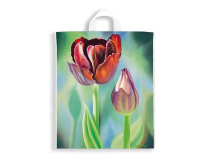 tulipan1