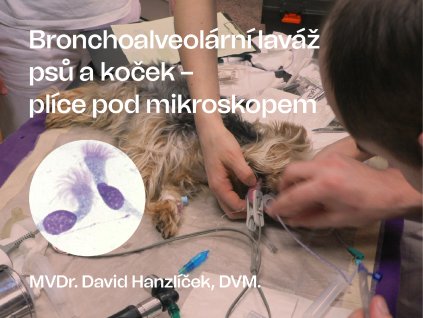 PLICE KOCKY PSI 01
