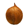 brown coconut 88139