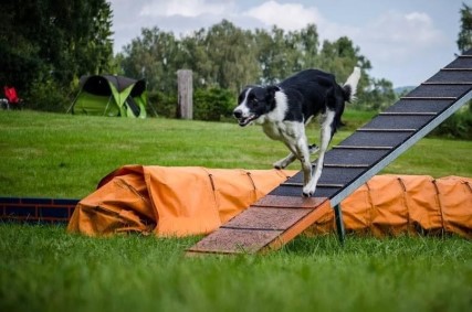 AGILITY - Sbíhané zóny podle Silvie Trkman