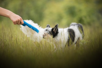 Živá chcíplá - tipy, jak si s pejskem hrát