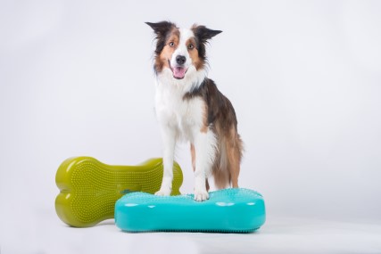 Cvičení na balančních pomůckách, neboli Dogfitness