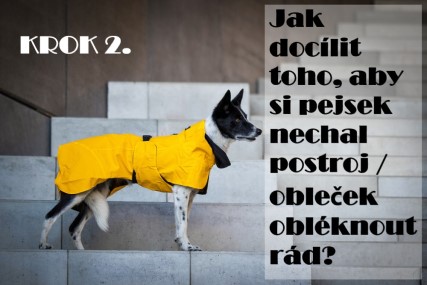 Jak docílit toho, aby si pejsek nechal postroj/obleček obléknout rád? - KROK 2.