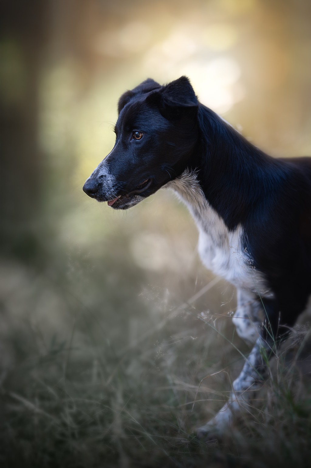 Cup – Border Collie