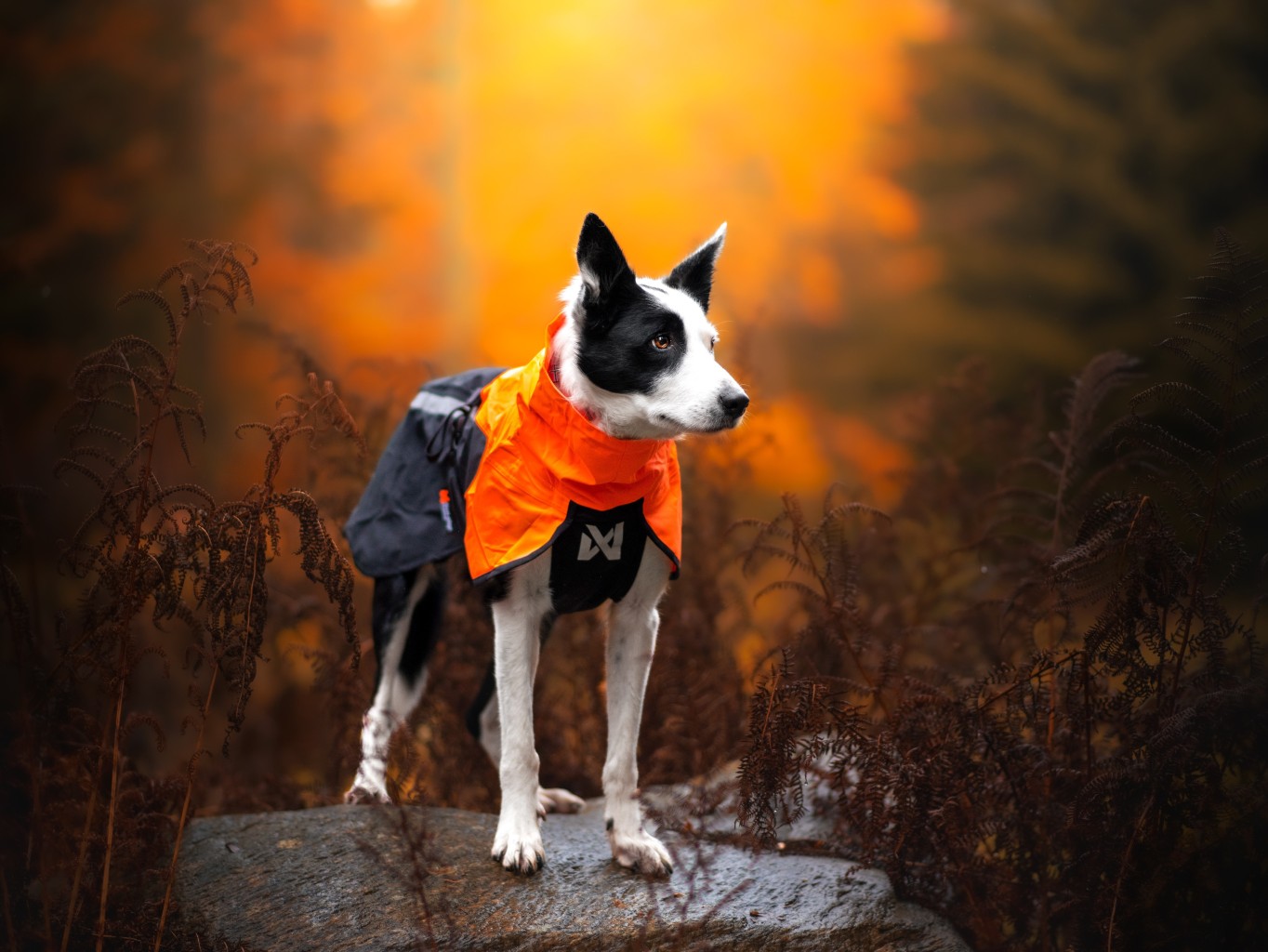 Dog raincoat