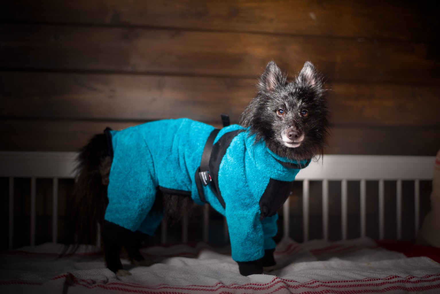 Drying robe for a wet dog