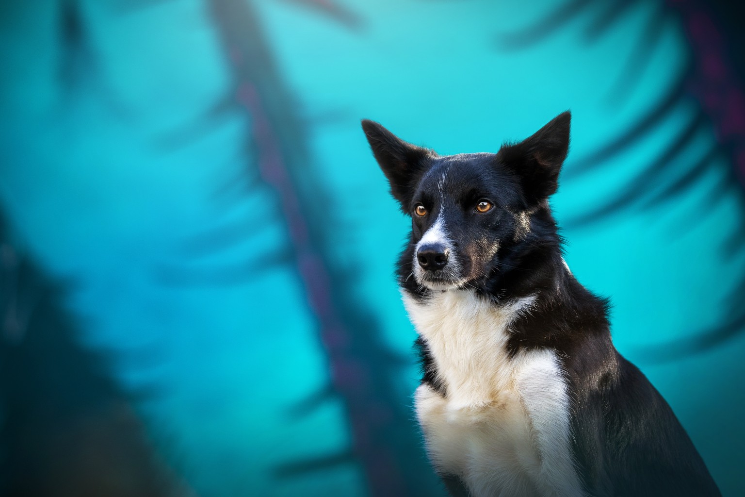 Joey – Border Collie