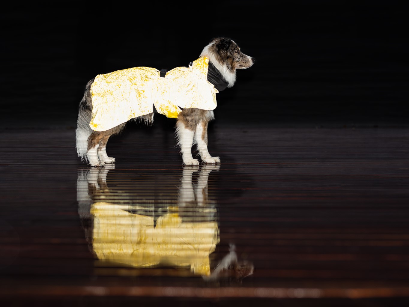 Warm dog clothing