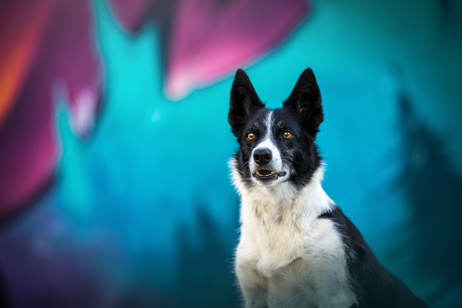 Wacka – Border Collie