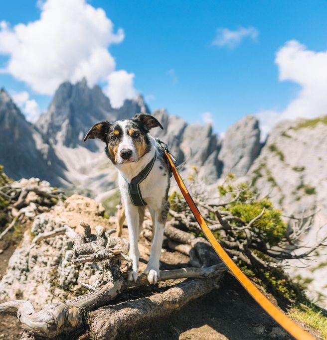 Dog leash for walks and trips