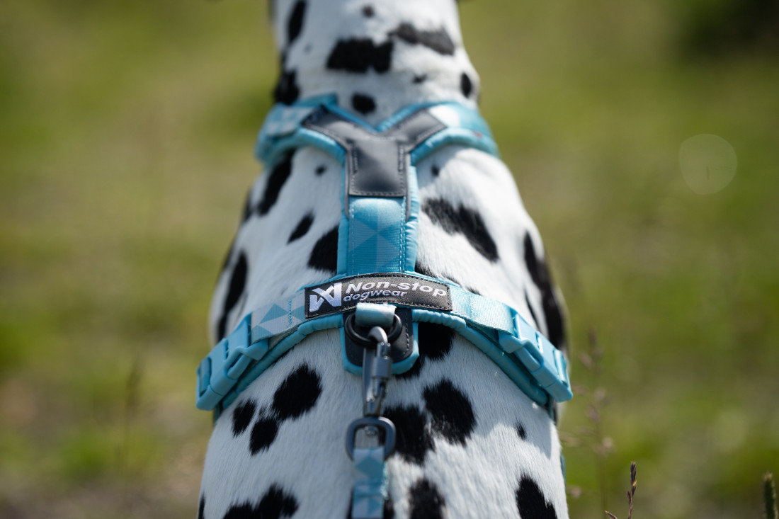 Comfortable harness pro psa na podzimní výlet